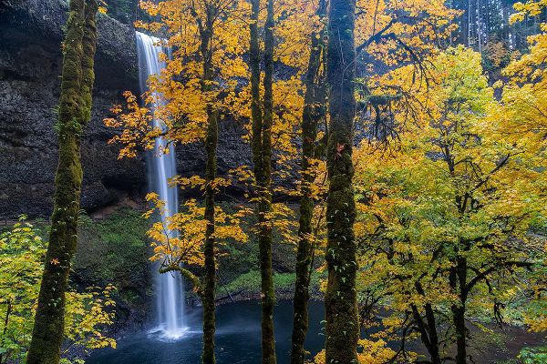 Jaynes Gallery 아티스트의 USA-Oregon-Silver Falls State Park Tall waterfall and forest in autumn작품입니다.
